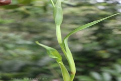 Dianella ensifolia